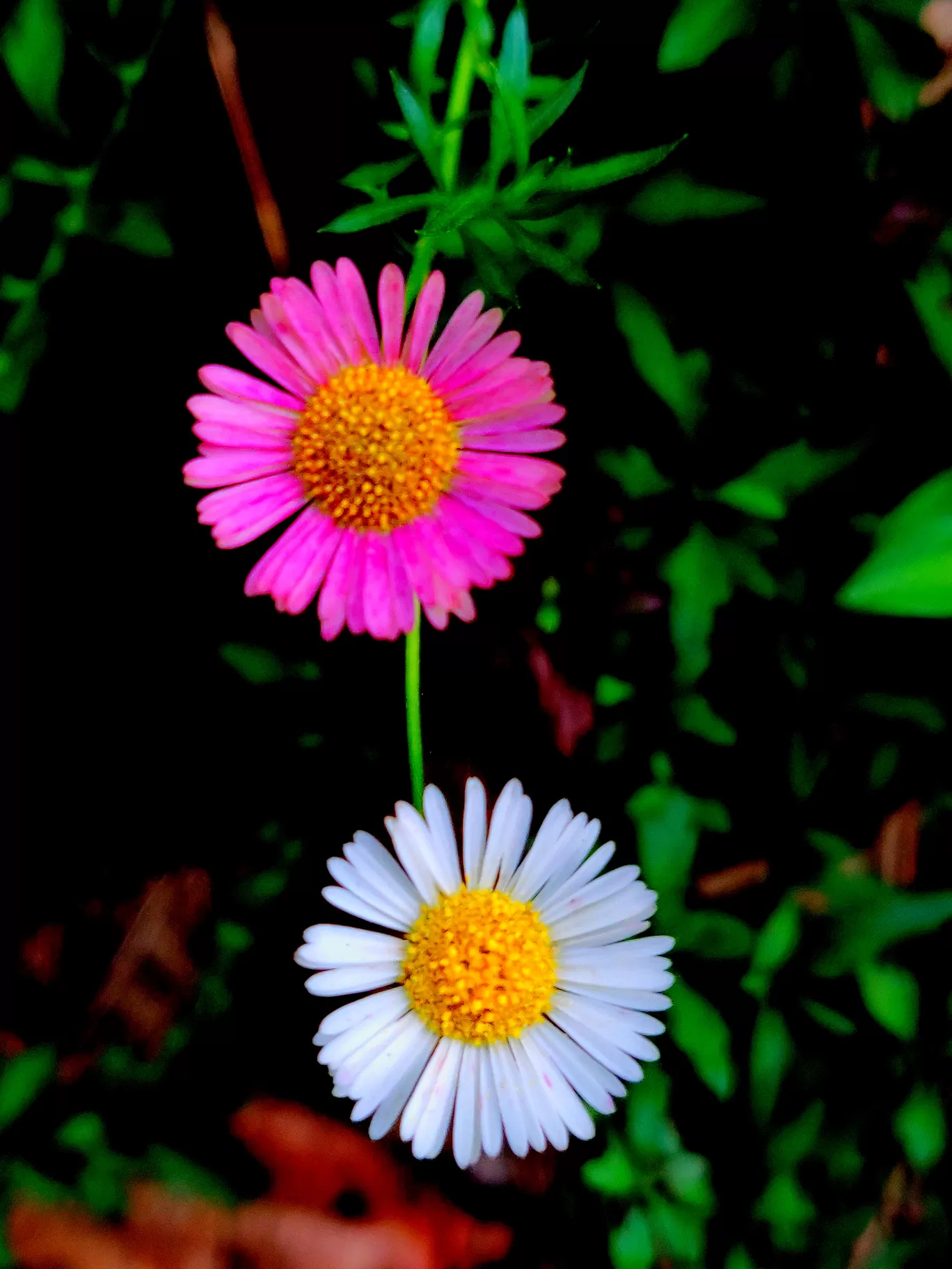 Photo of Munnar By Riyanka Roy