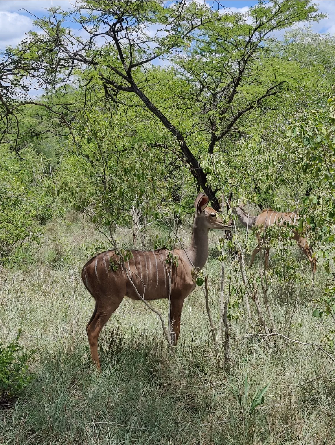 Photo of Kruger National Park By Riyanka Roy