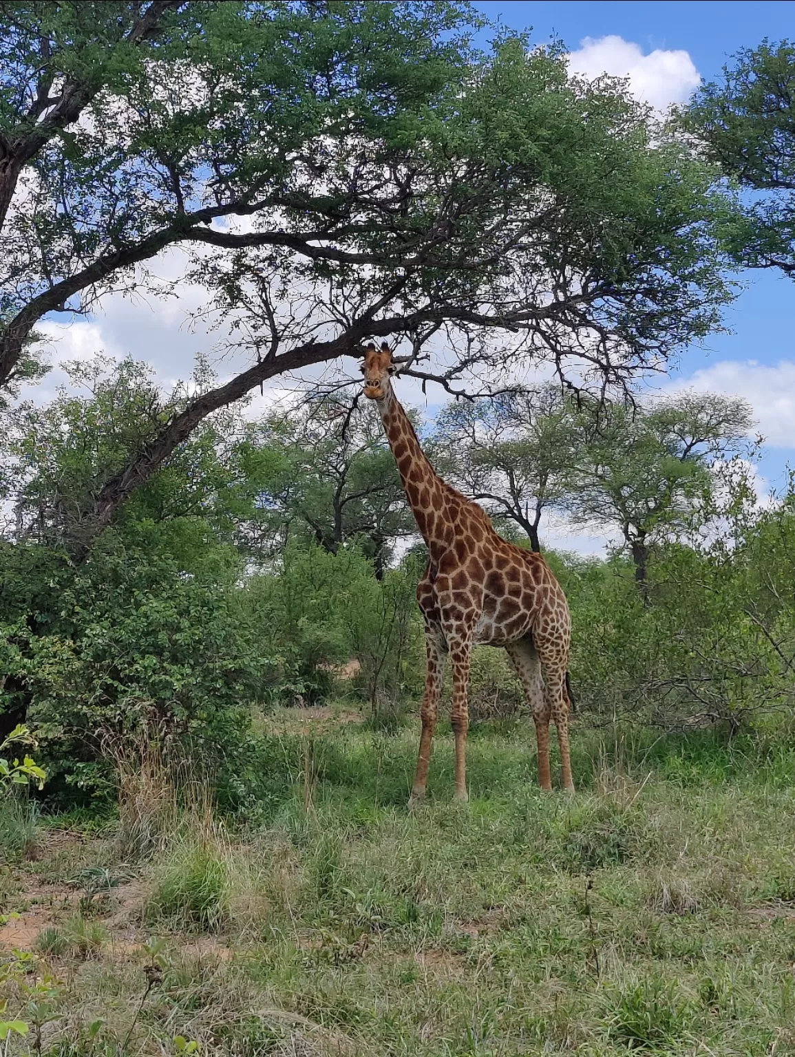 Photo of Kruger National Park By Riyanka Roy