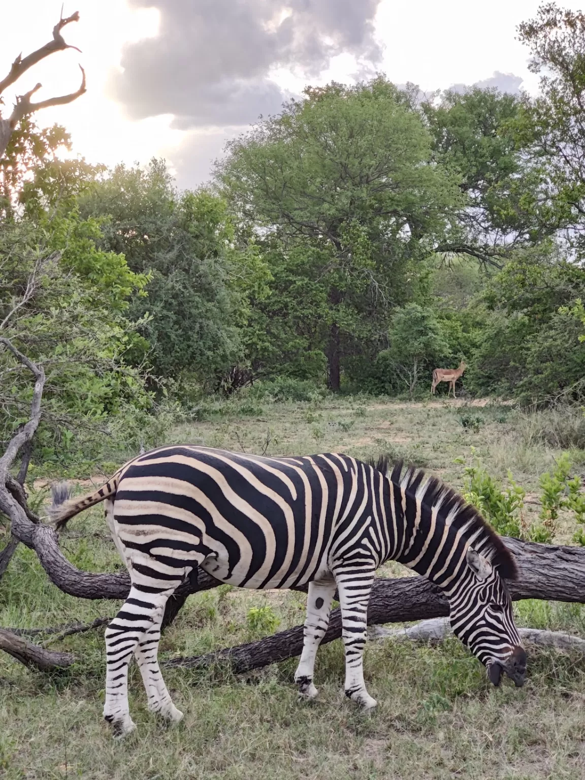 Photo of Kruger National Park By Riyanka Roy