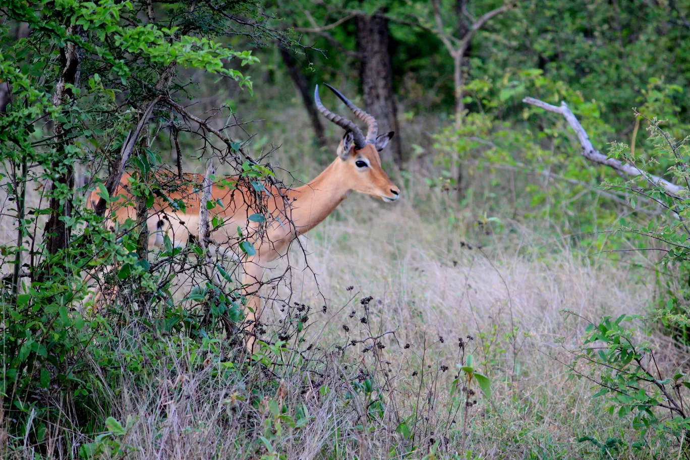 Photo of Kruger National Park By Riyanka Roy