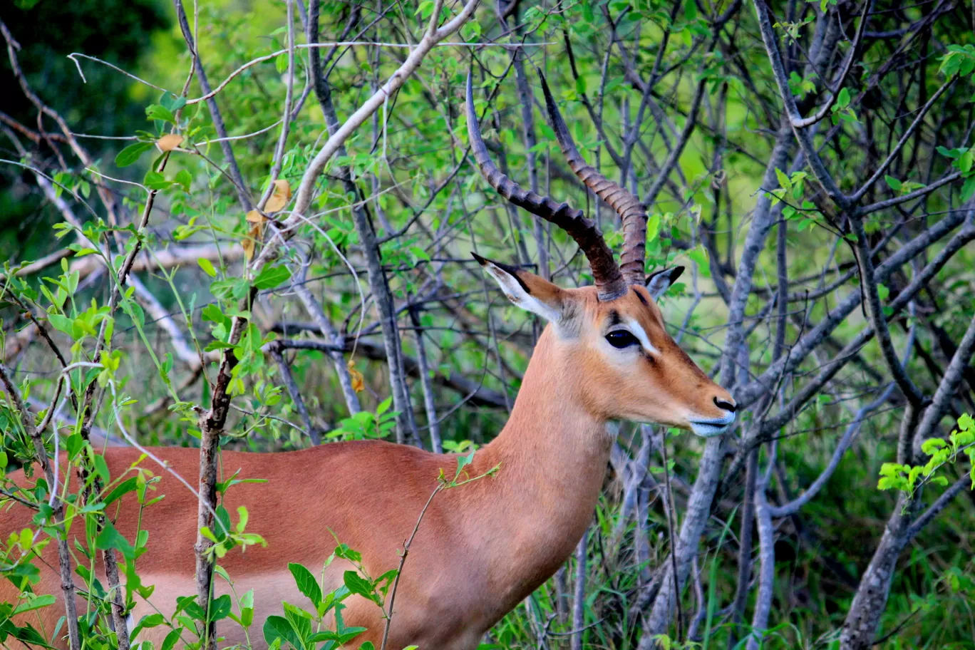 Photo of Kruger National Park By Riyanka Roy