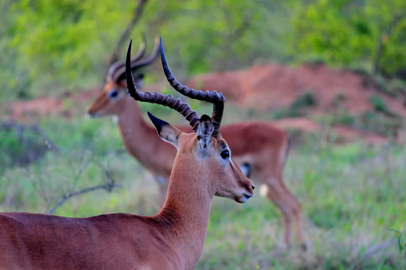 Photo of Kruger National Park By Riyanka Roy