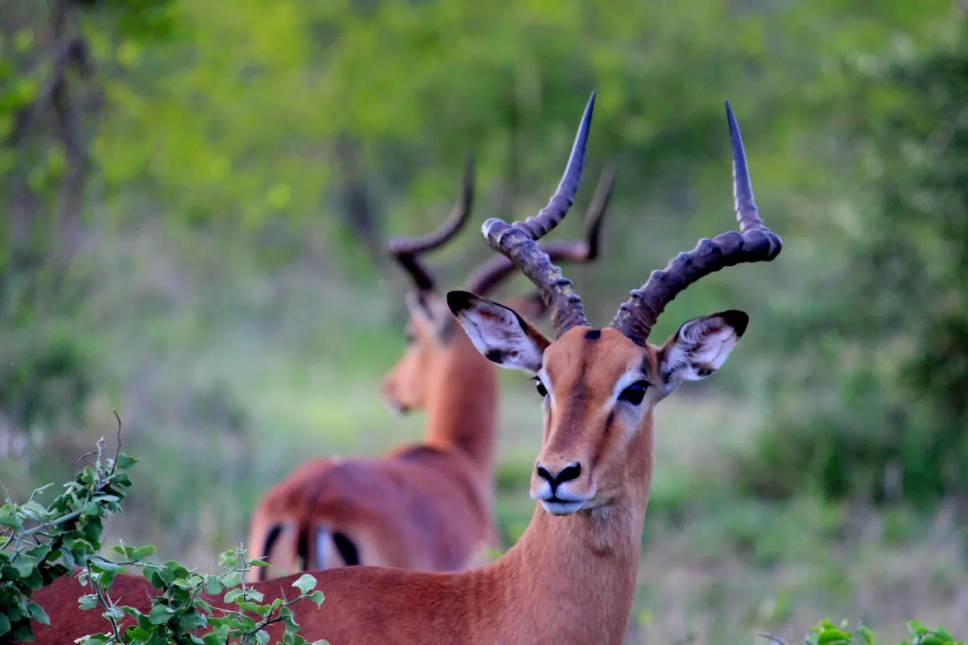 Photo of Kruger National Park By Riyanka Roy