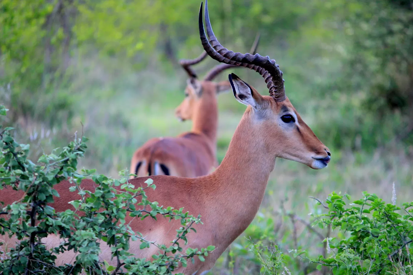 Photo of Kruger National Park By Riyanka Roy