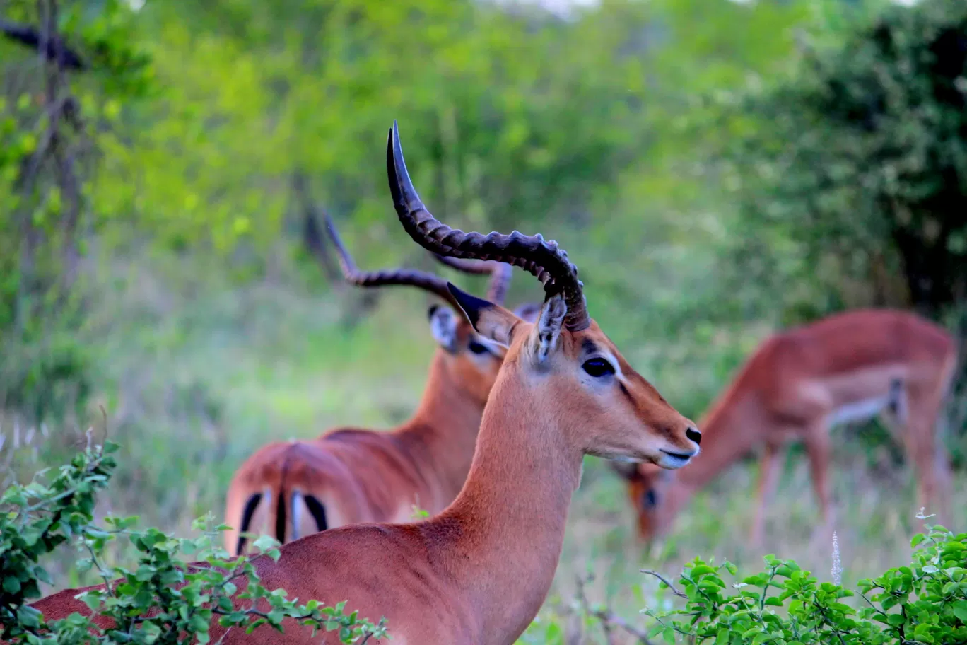 Photo of Kruger National Park By Riyanka Roy