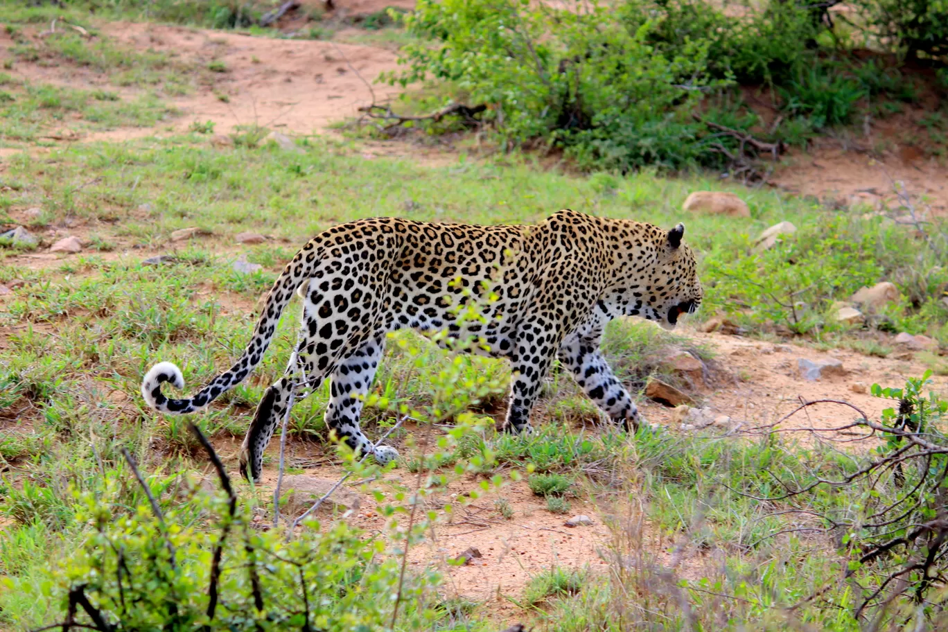 Photo of Kruger National Park By Riyanka Roy