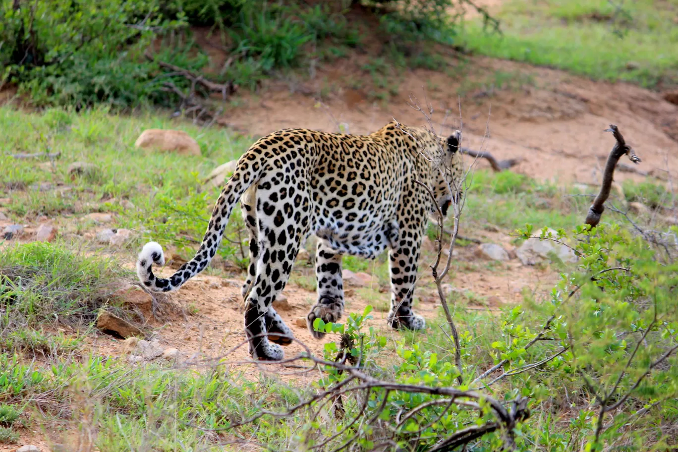 Photo of Kruger National Park By Riyanka Roy