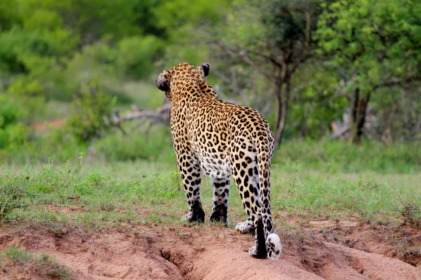 Photo of Kruger National Park By Riyanka Roy