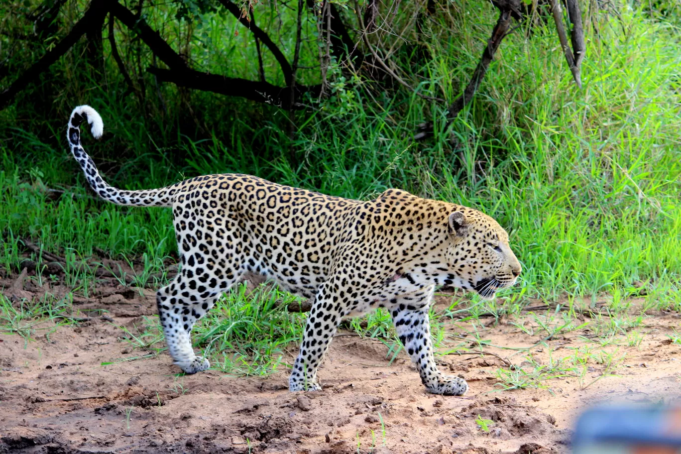 Photo of Kruger National Park By Riyanka Roy