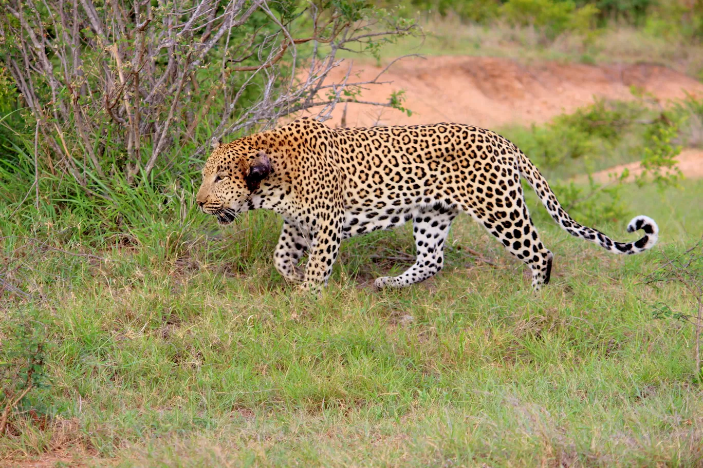 Photo of Kruger National Park By Riyanka Roy