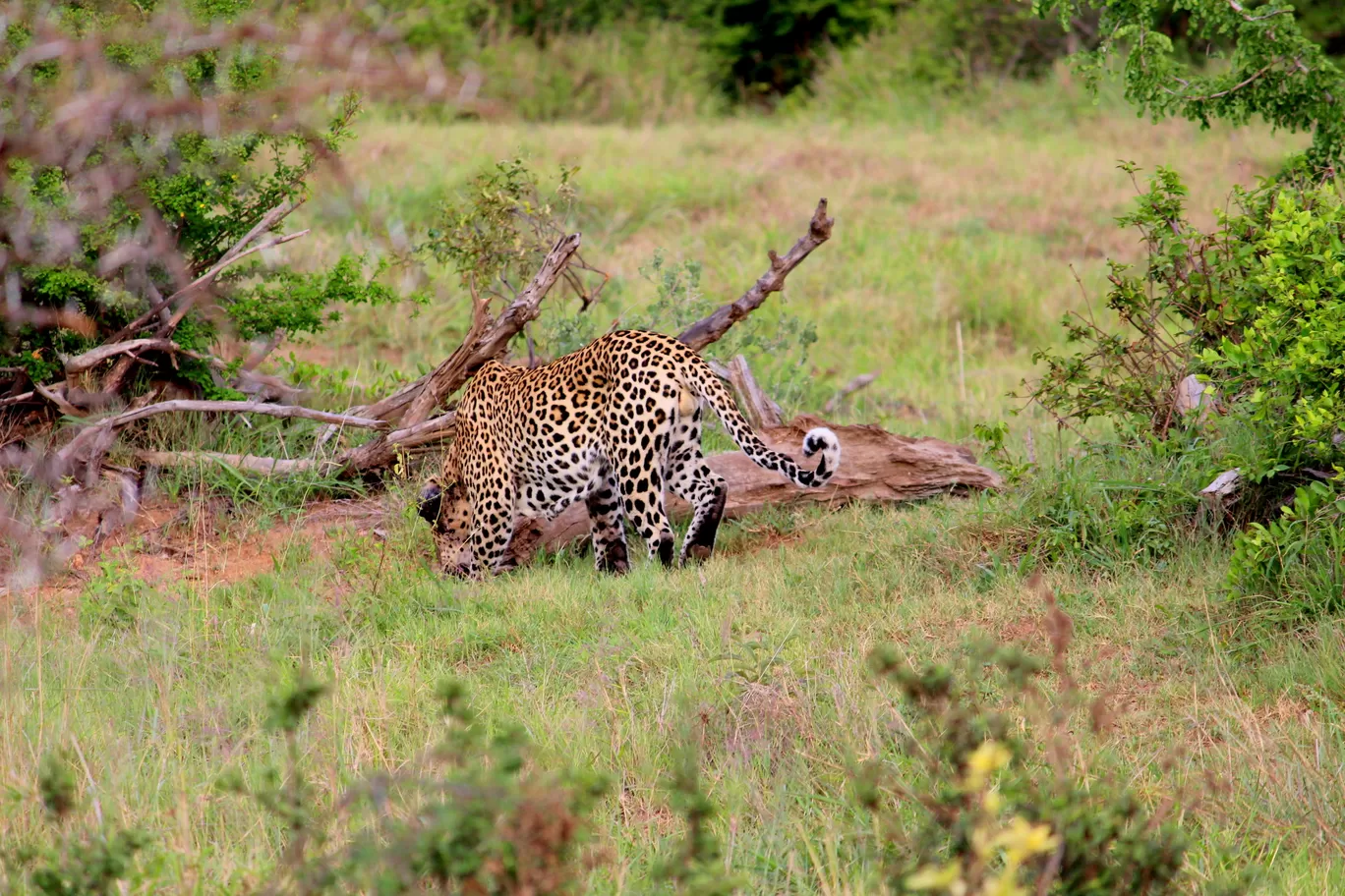 Photo of Kruger National Park By Riyanka Roy