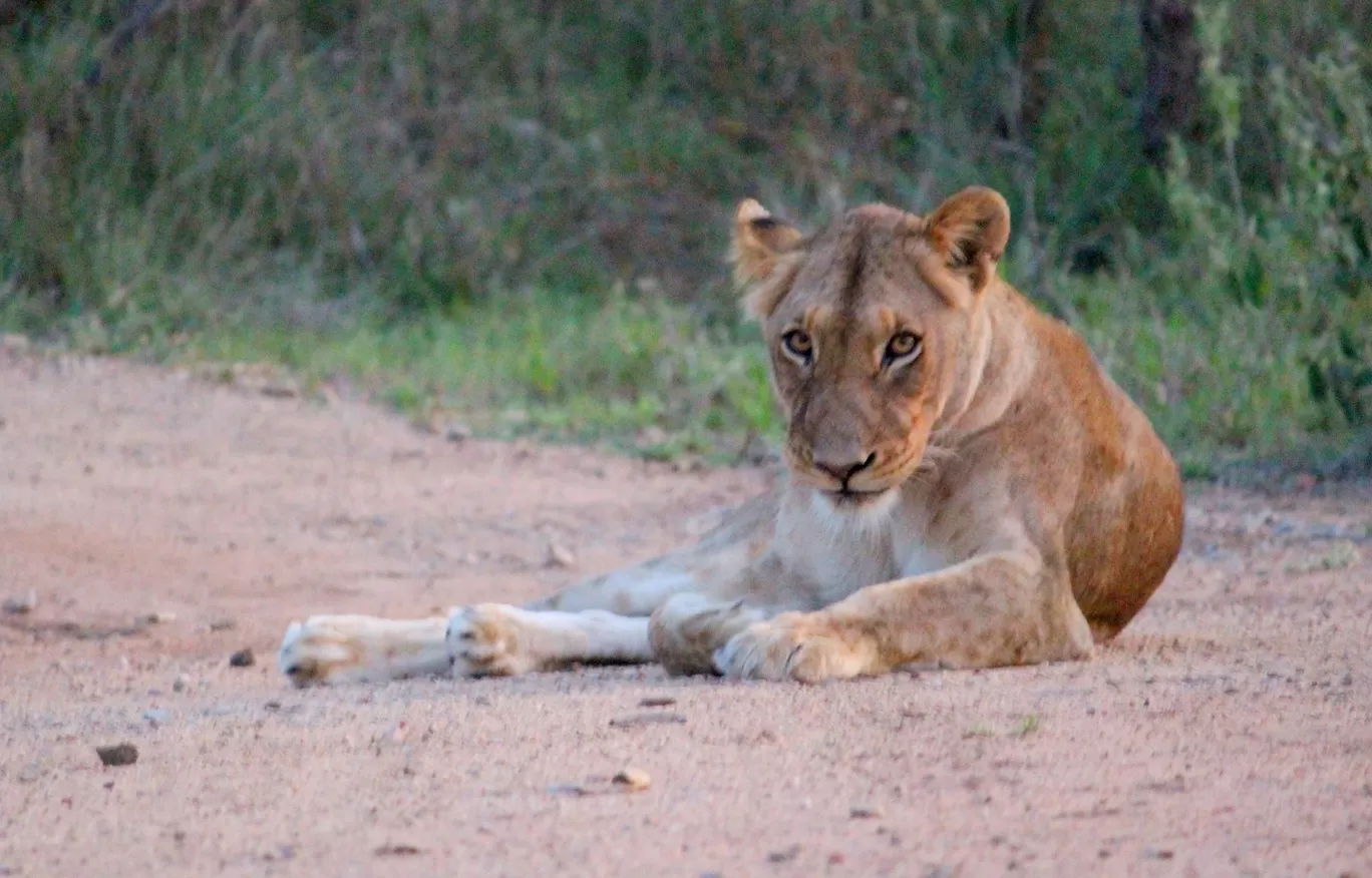 Photo of Kruger National Park By Riyanka Roy