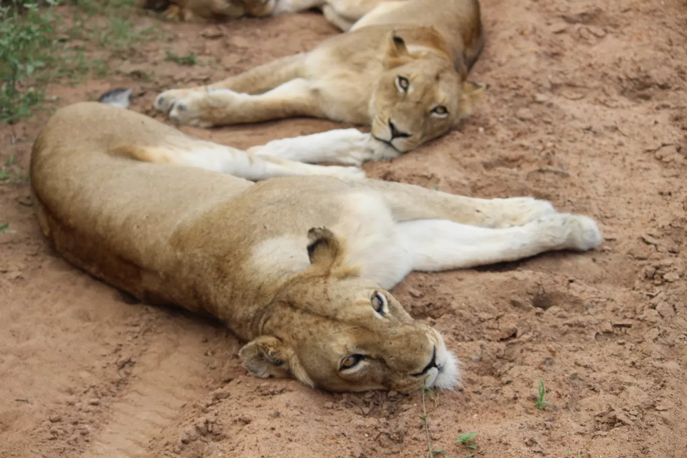 Photo of Kruger National Park By Riyanka Roy