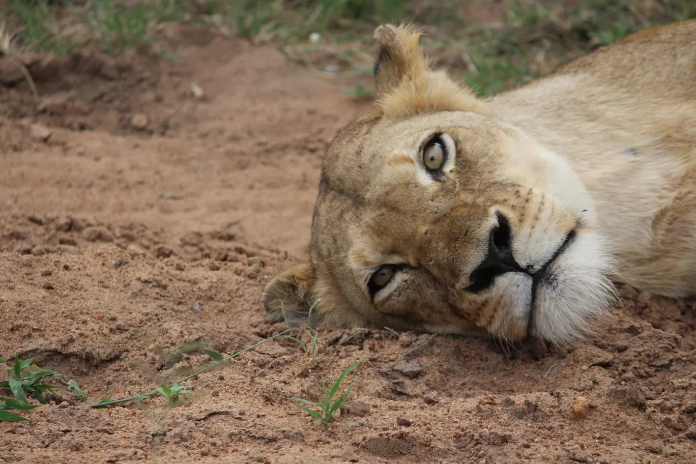 Photo of Kruger National Park By Riyanka Roy