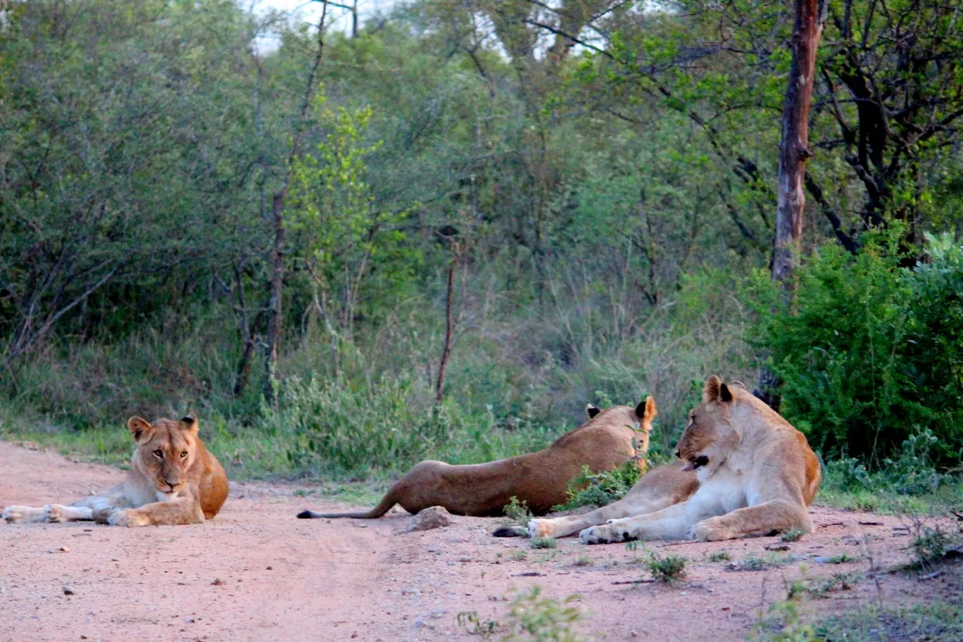 Photo of Kruger National Park By Riyanka Roy