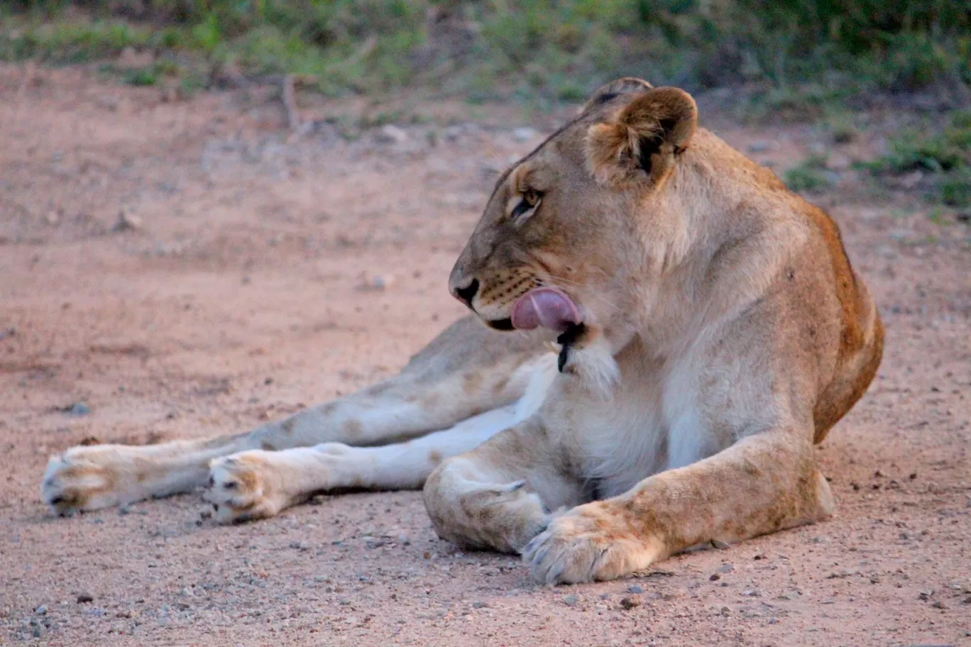 Photo of Kruger National Park By Riyanka Roy