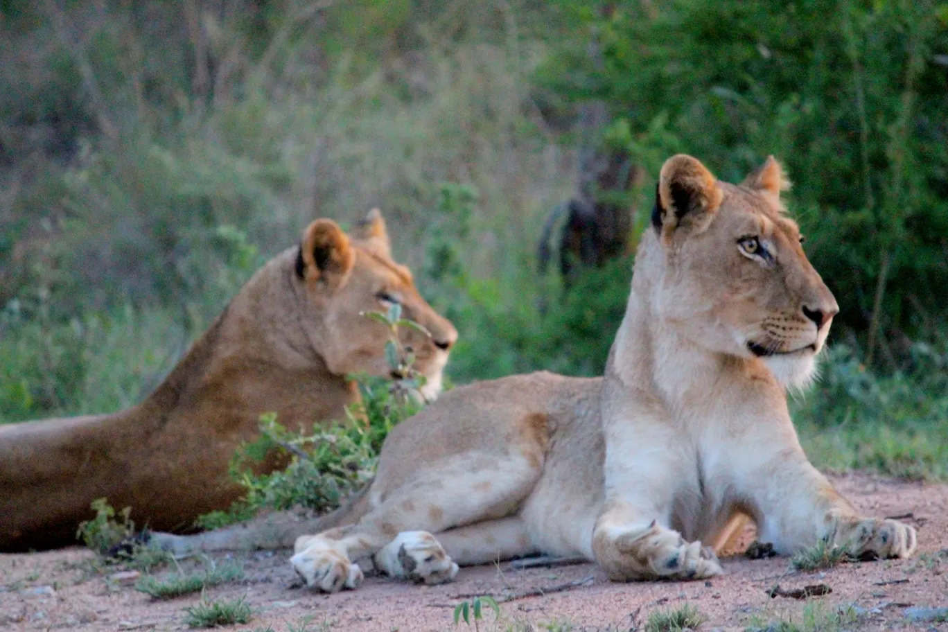 Photo of Kruger National Park By Riyanka Roy
