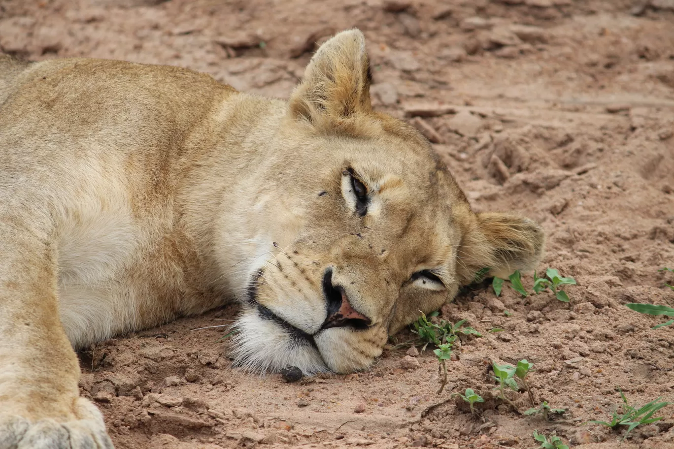 Photo of Kruger National Park By Riyanka Roy