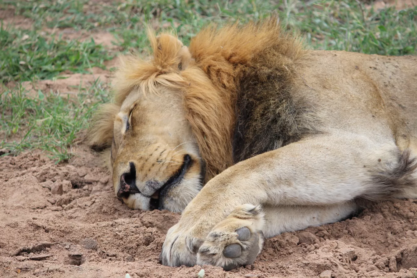 Photo of Kruger National Park By Riyanka Roy