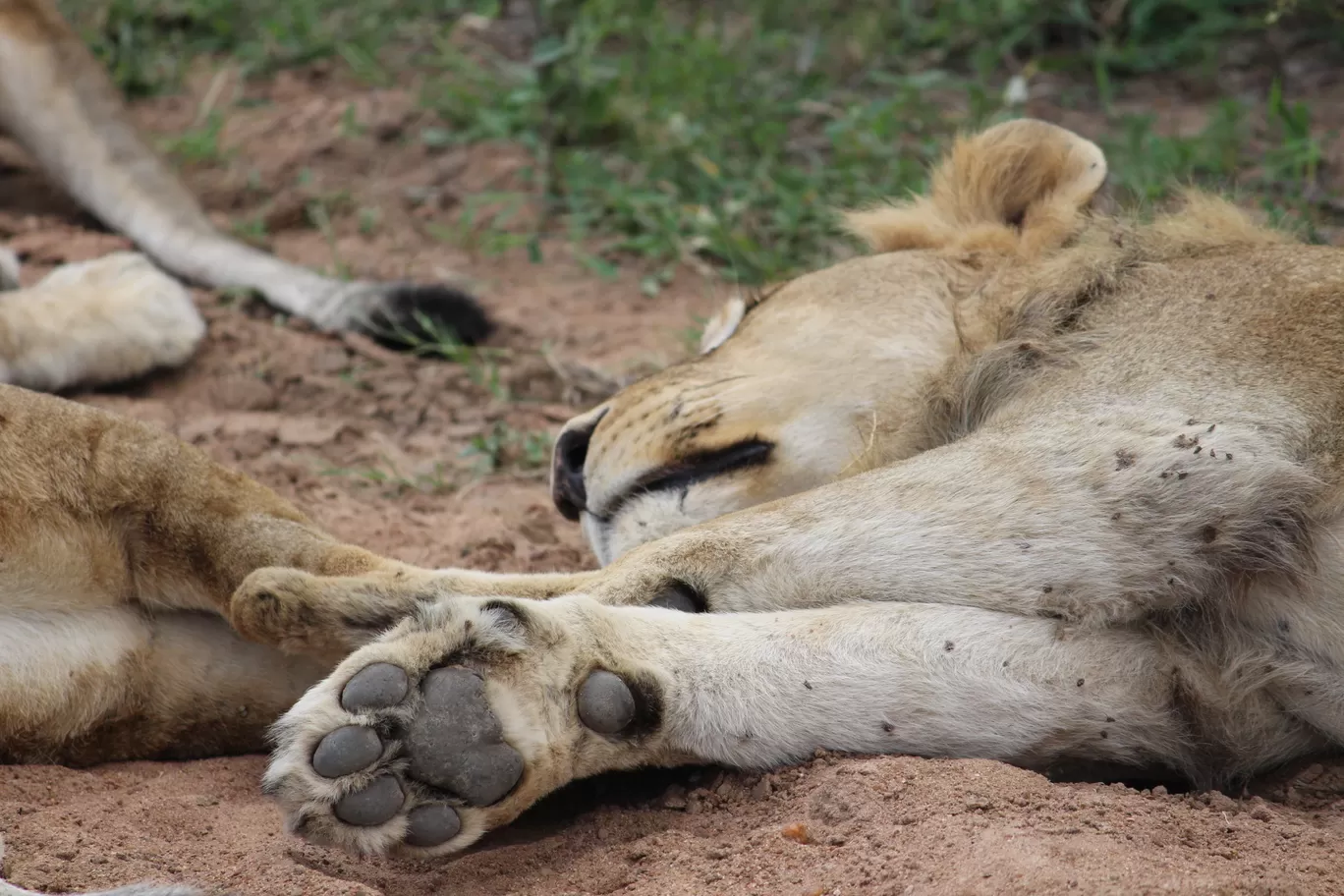 Photo of Kruger National Park By Riyanka Roy
