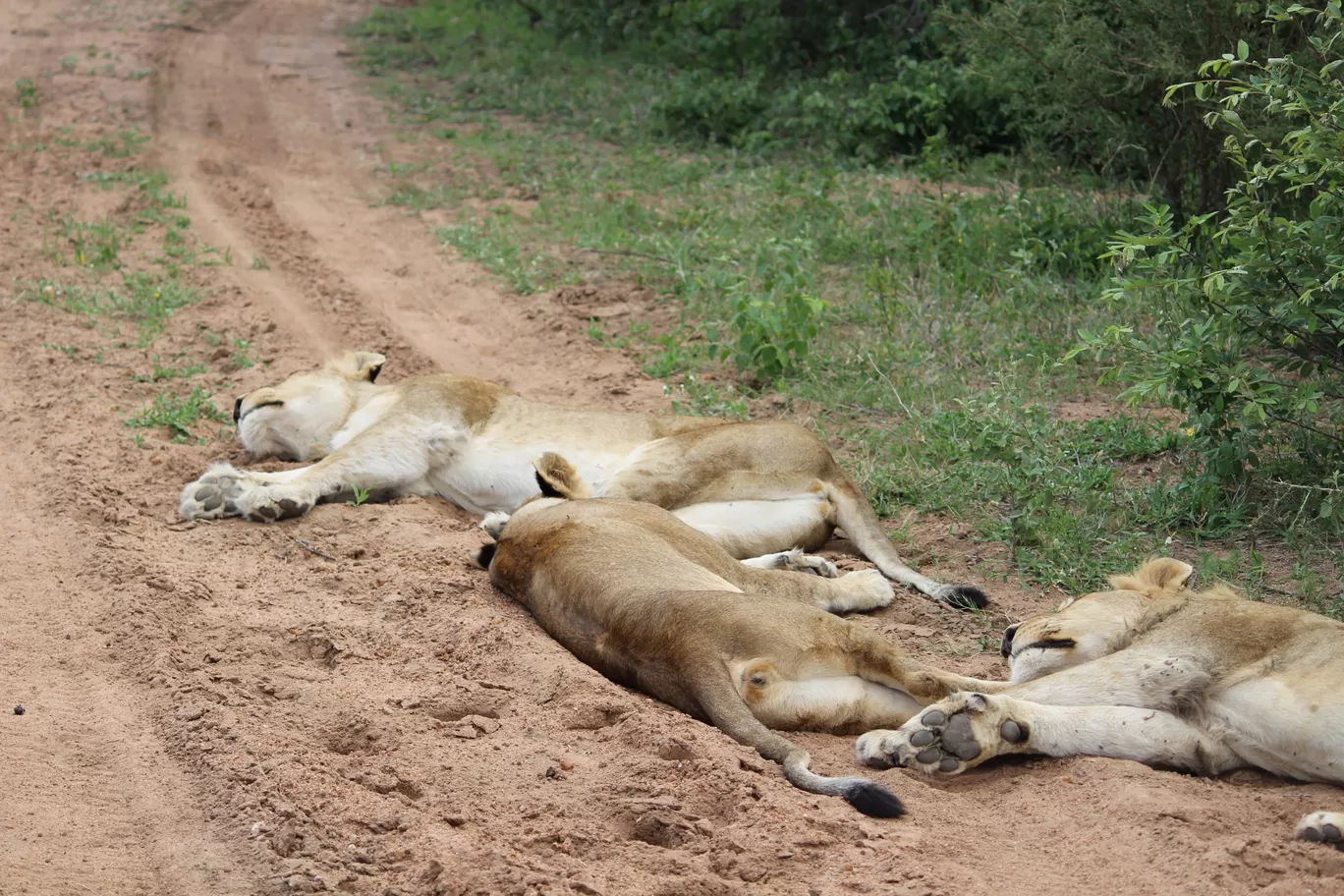 Photo of Kruger National Park By Riyanka Roy
