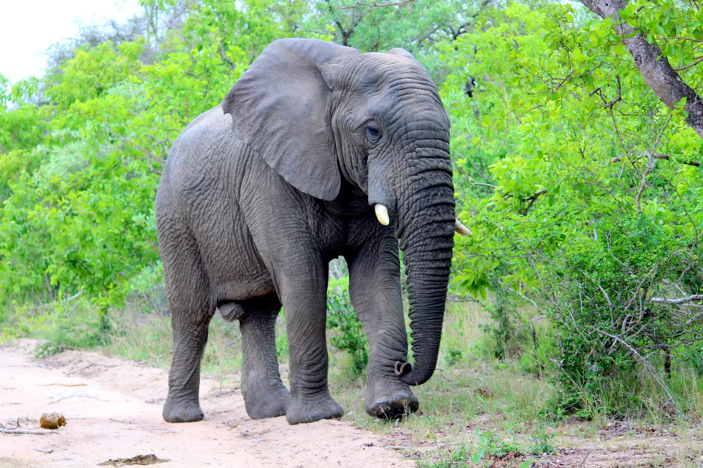 Photo of Kruger National Park By Riyanka Roy