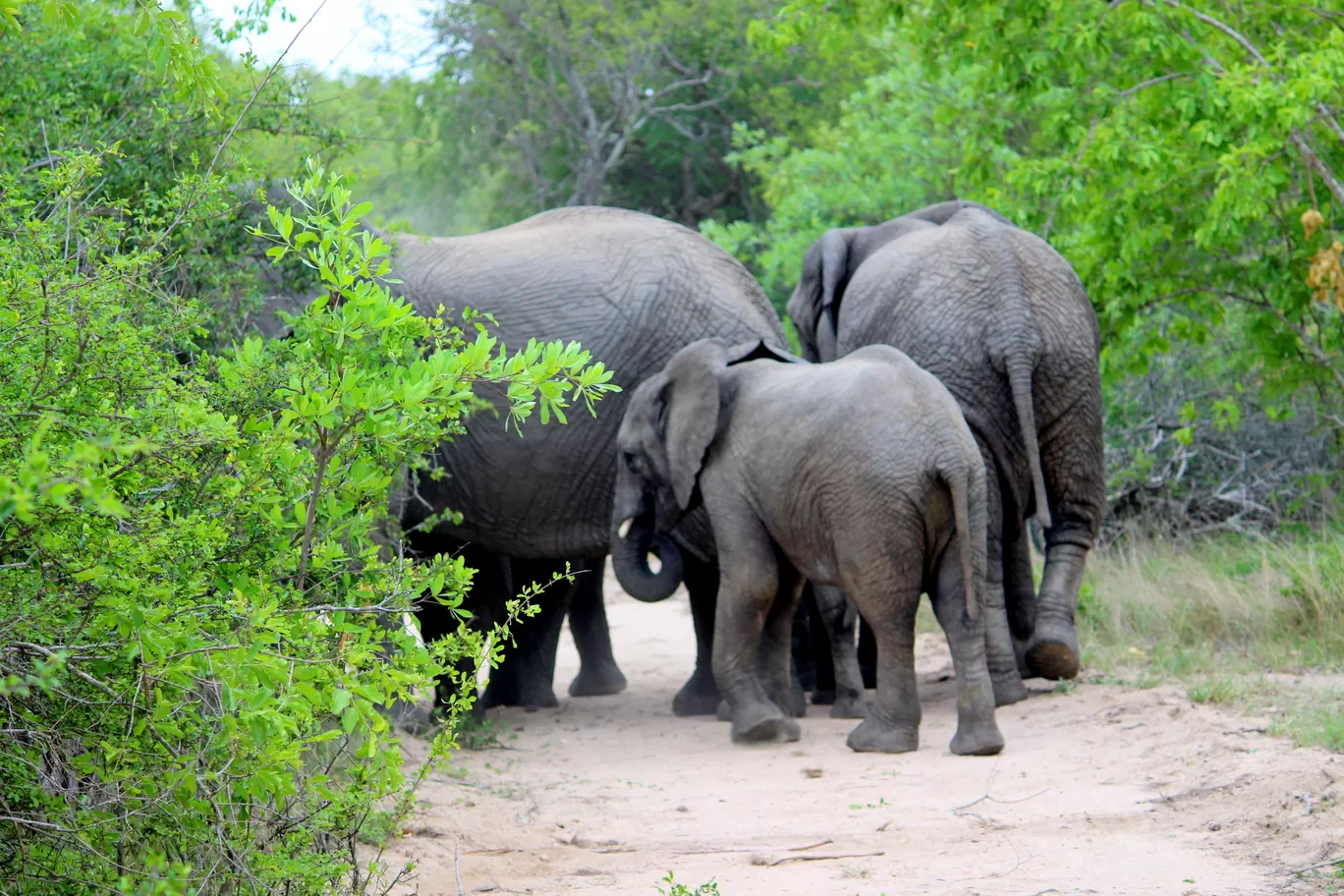 Photo of Kruger National Park By Riyanka Roy