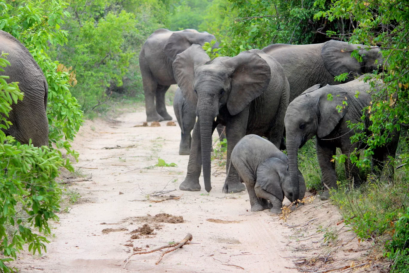 Photo of Kruger National Park By Riyanka Roy