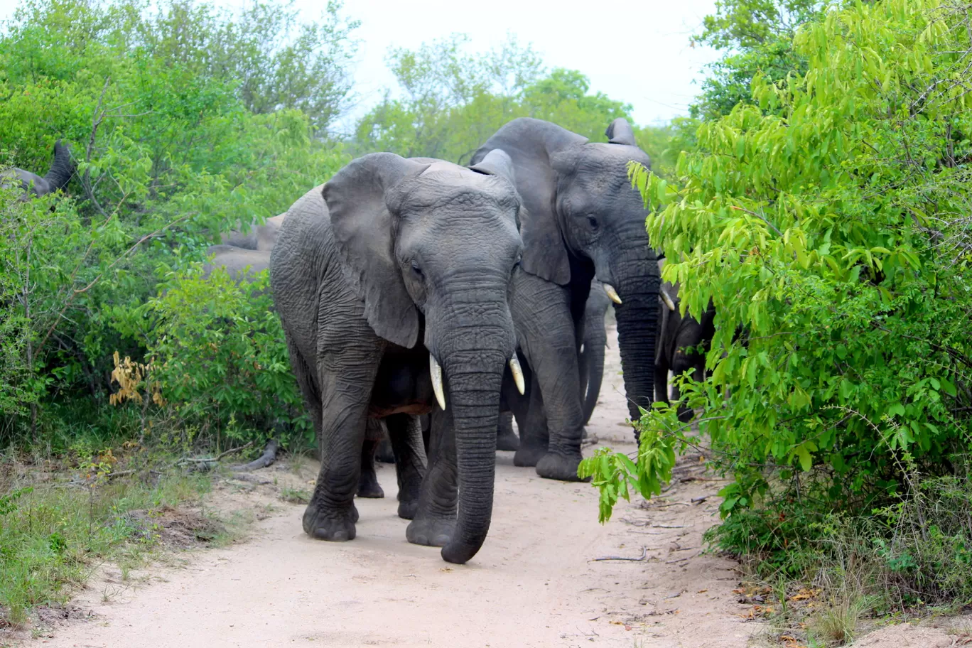 Photo of Kruger National Park By Riyanka Roy