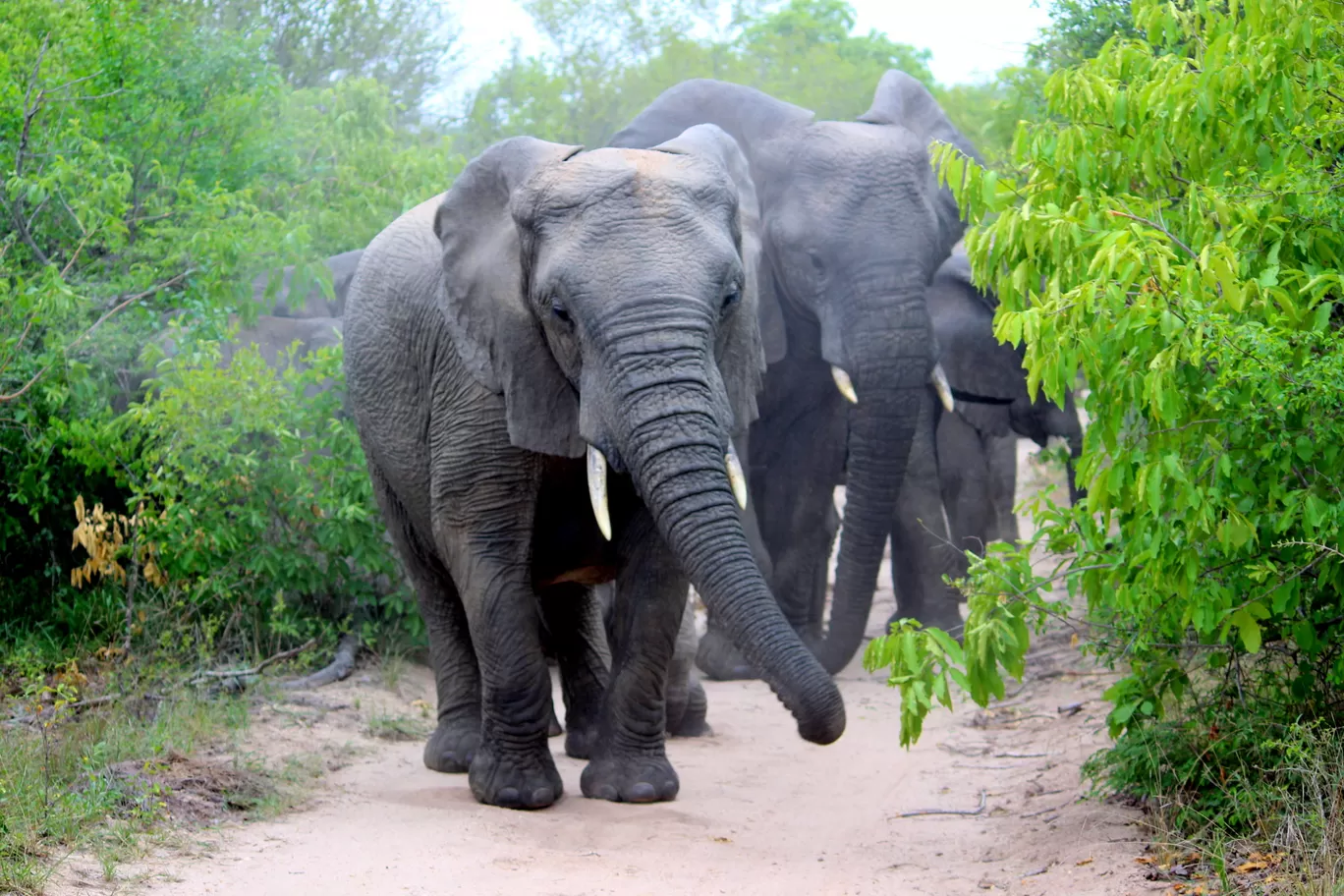 Photo of Kruger National Park By Riyanka Roy