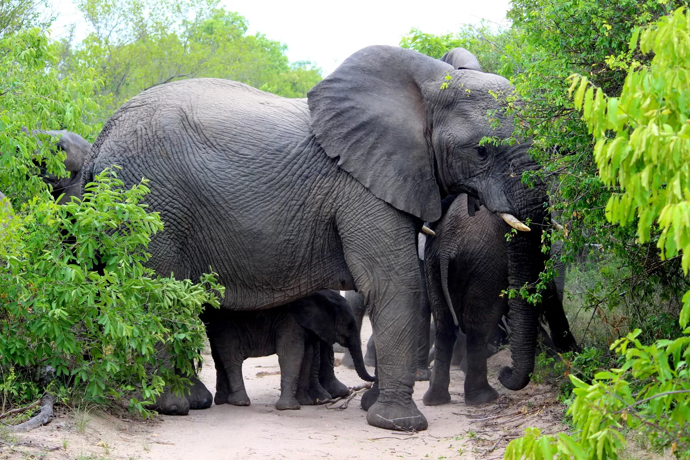 Photo of Kruger National Park By Riyanka Roy