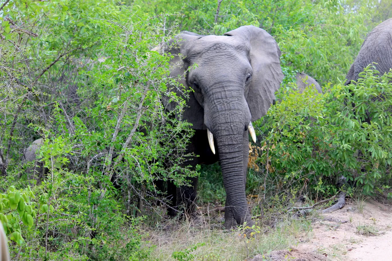 Photo of Kruger National Park By Riyanka Roy