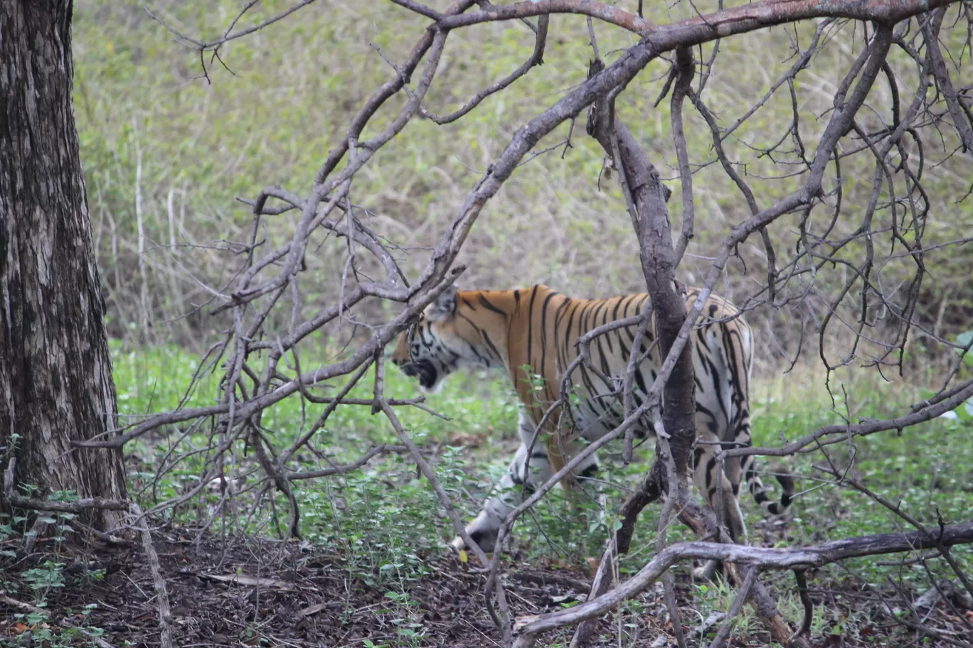 Photo of Pench National Park Turia Gate By Riyanka Roy