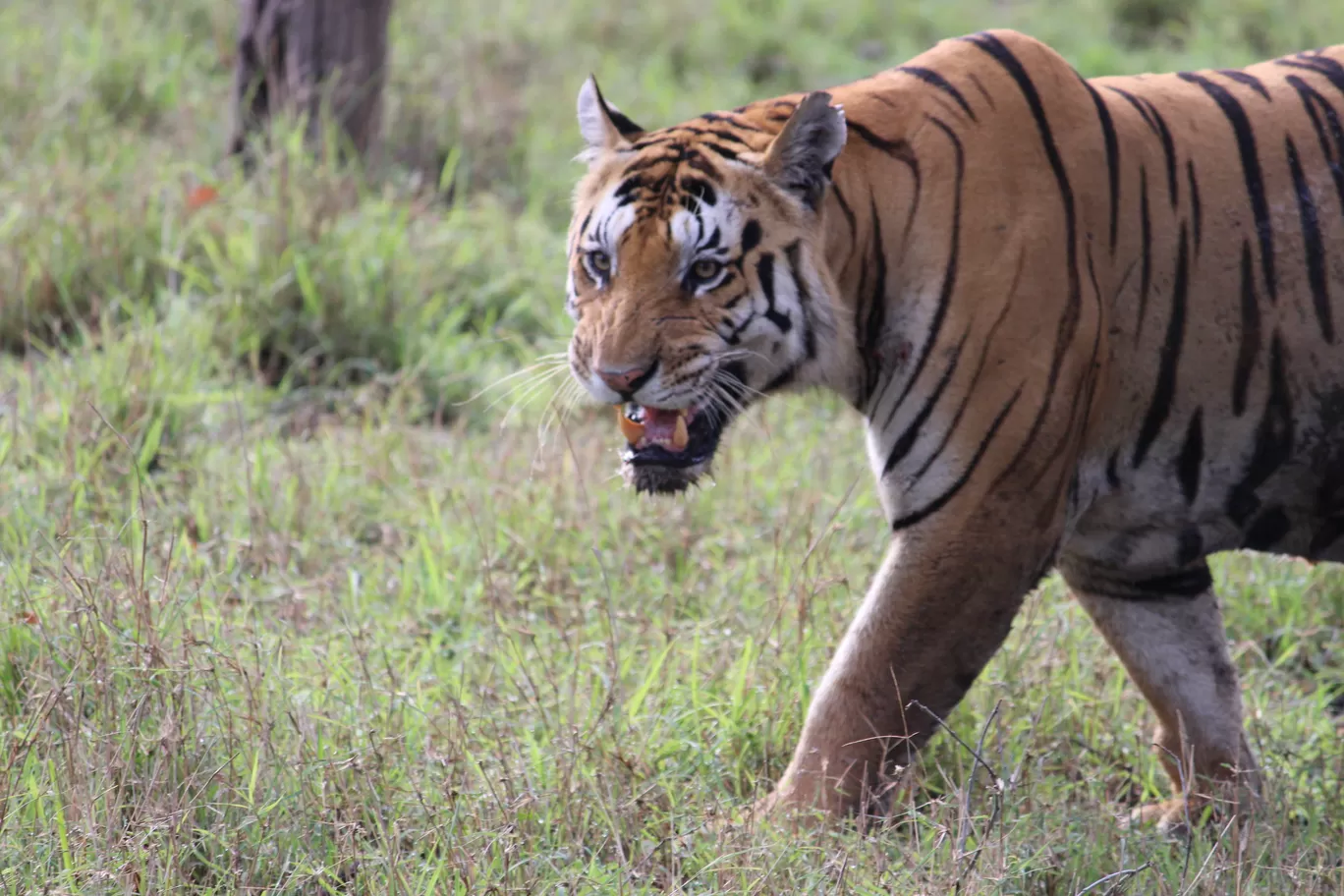 Photo of Pench National Park Turia Gate By Riyanka Roy