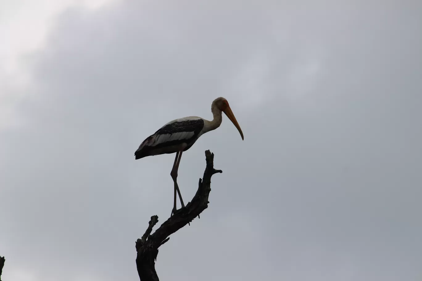 Photo of Pench National Park Turia Gate By Riyanka Roy