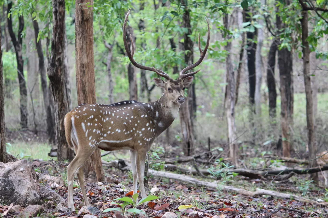 Photo of Pench National Park Turia Gate By Riyanka Roy