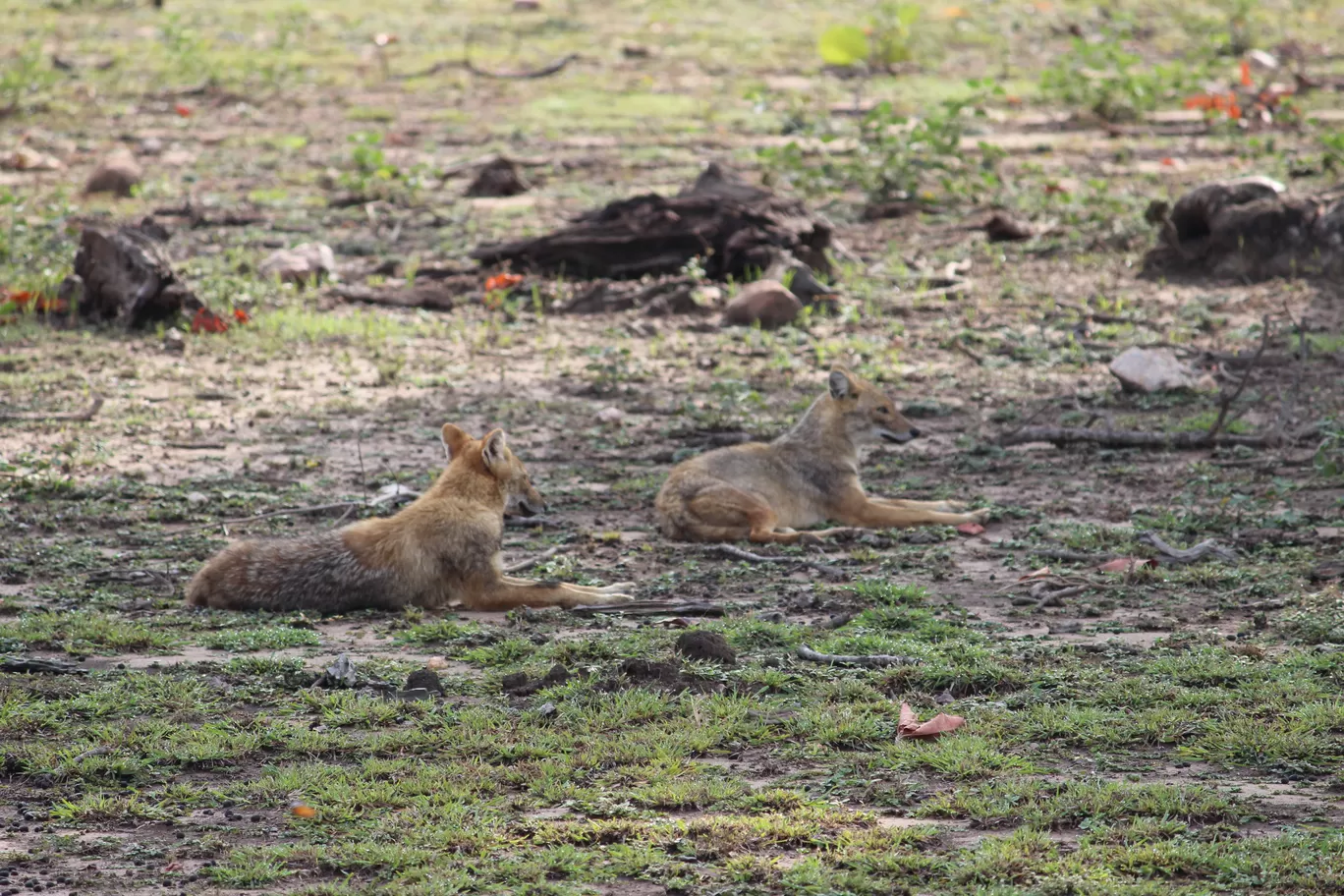 Photo of Pench National Park Turia Gate By Riyanka Roy