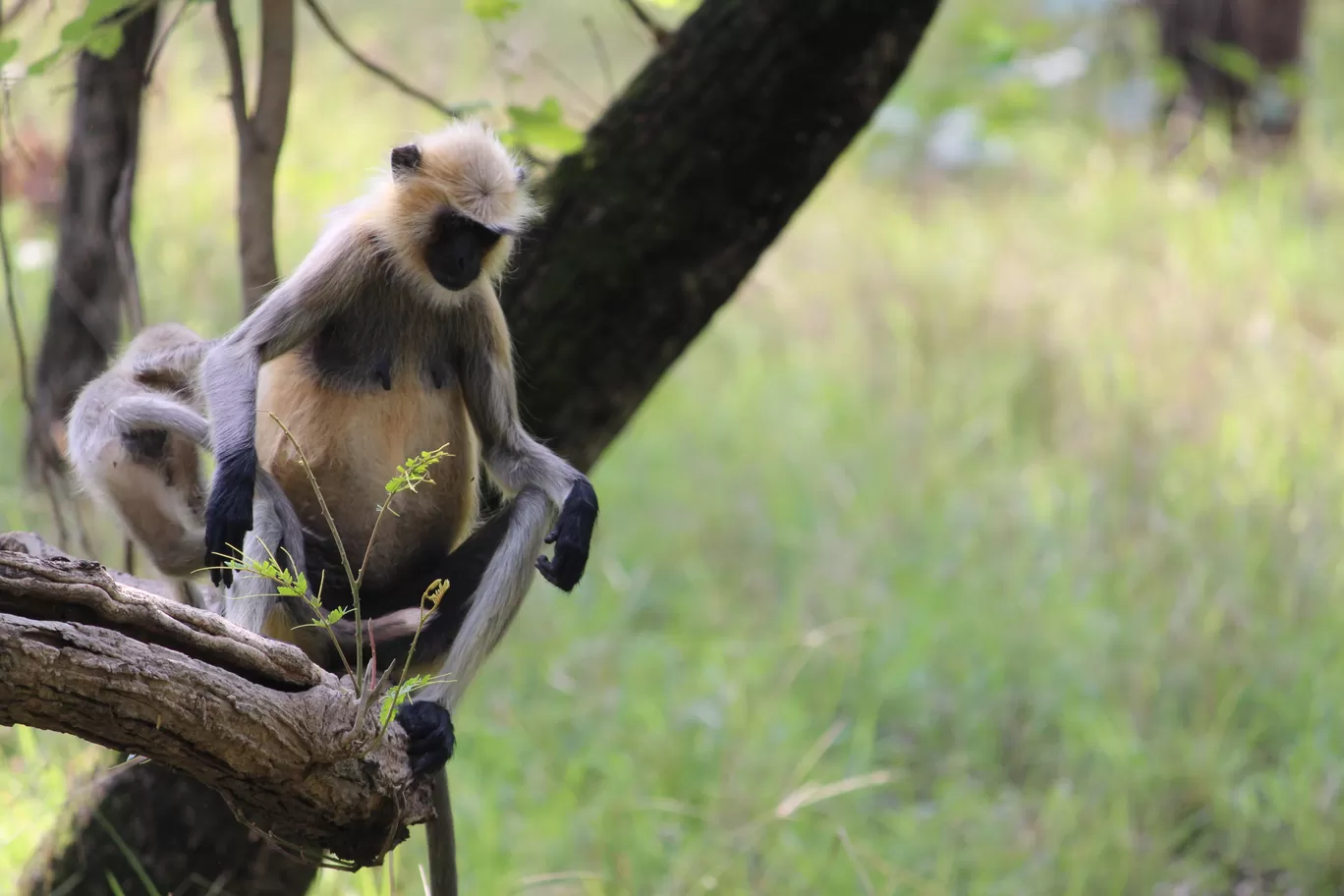Photo of Pench National Park Turia Gate By Riyanka Roy