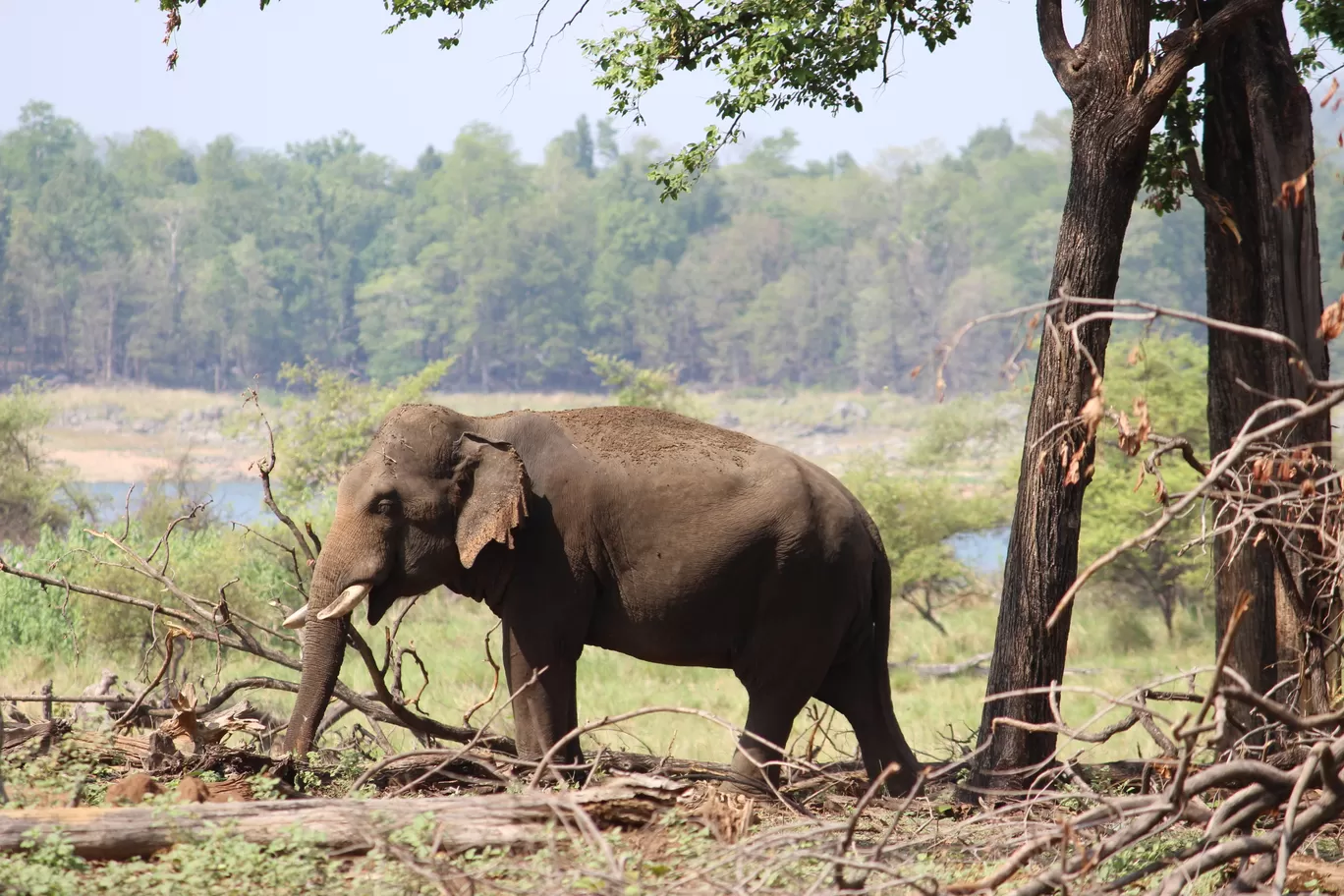 Photo of Pench National Park Turia Gate By Riyanka Roy