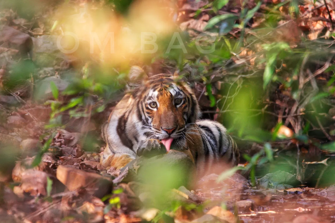 Photo of Tadoba Andhari Tiger Reserve By Om_Not_at_Home
