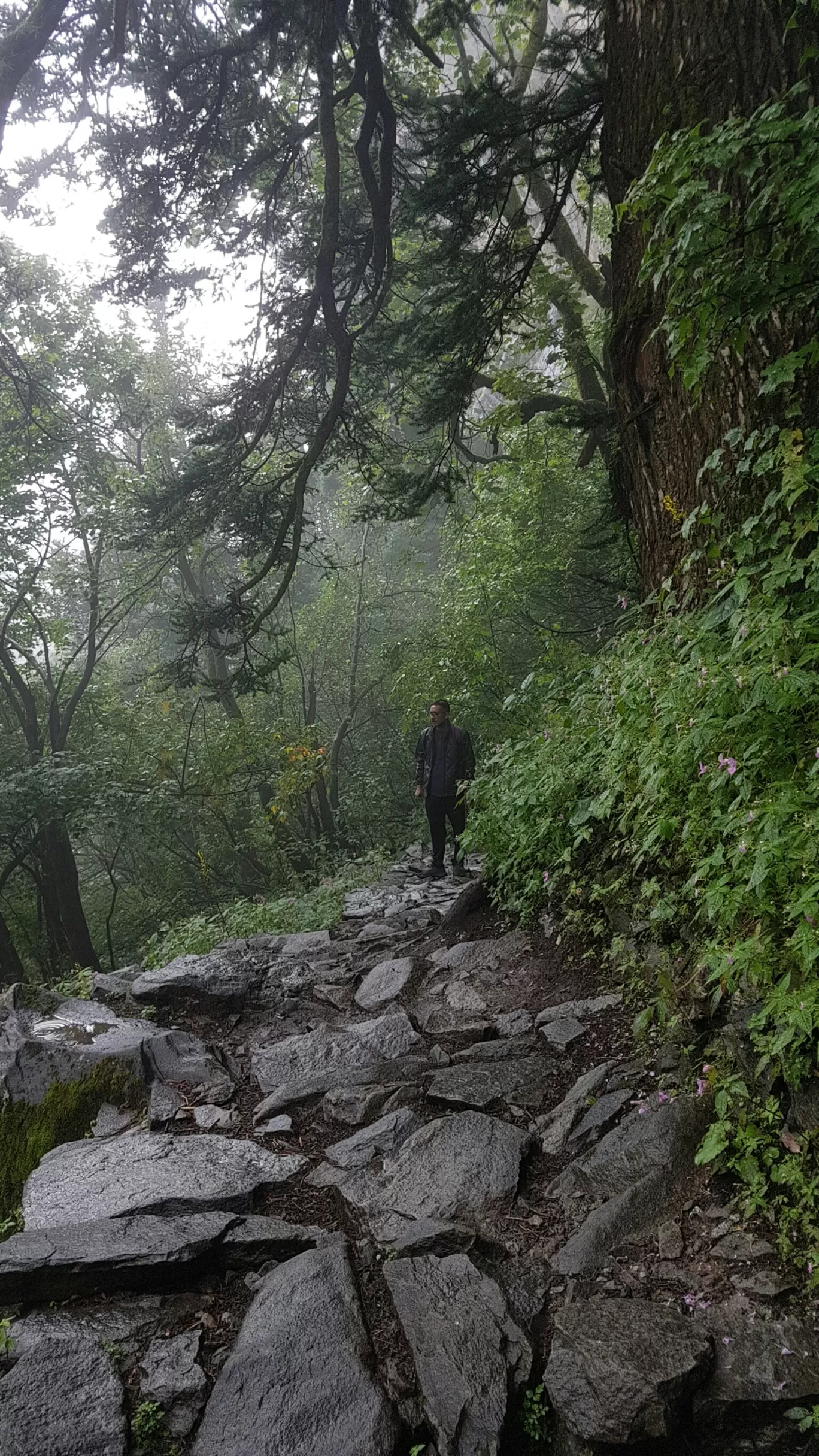 Photo of Valley of Flowers National Park By Bikash Rajkonwar