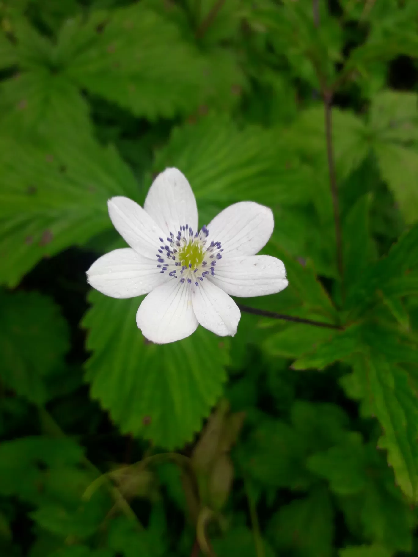 Photo of Valley of Flowers National Park By Bikash Rajkonwar