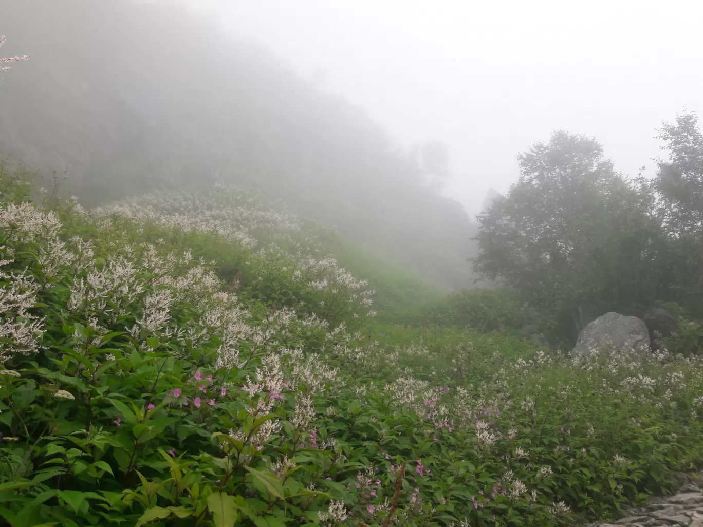 Photo of Valley of Flowers National Park By Bikash Rajkonwar