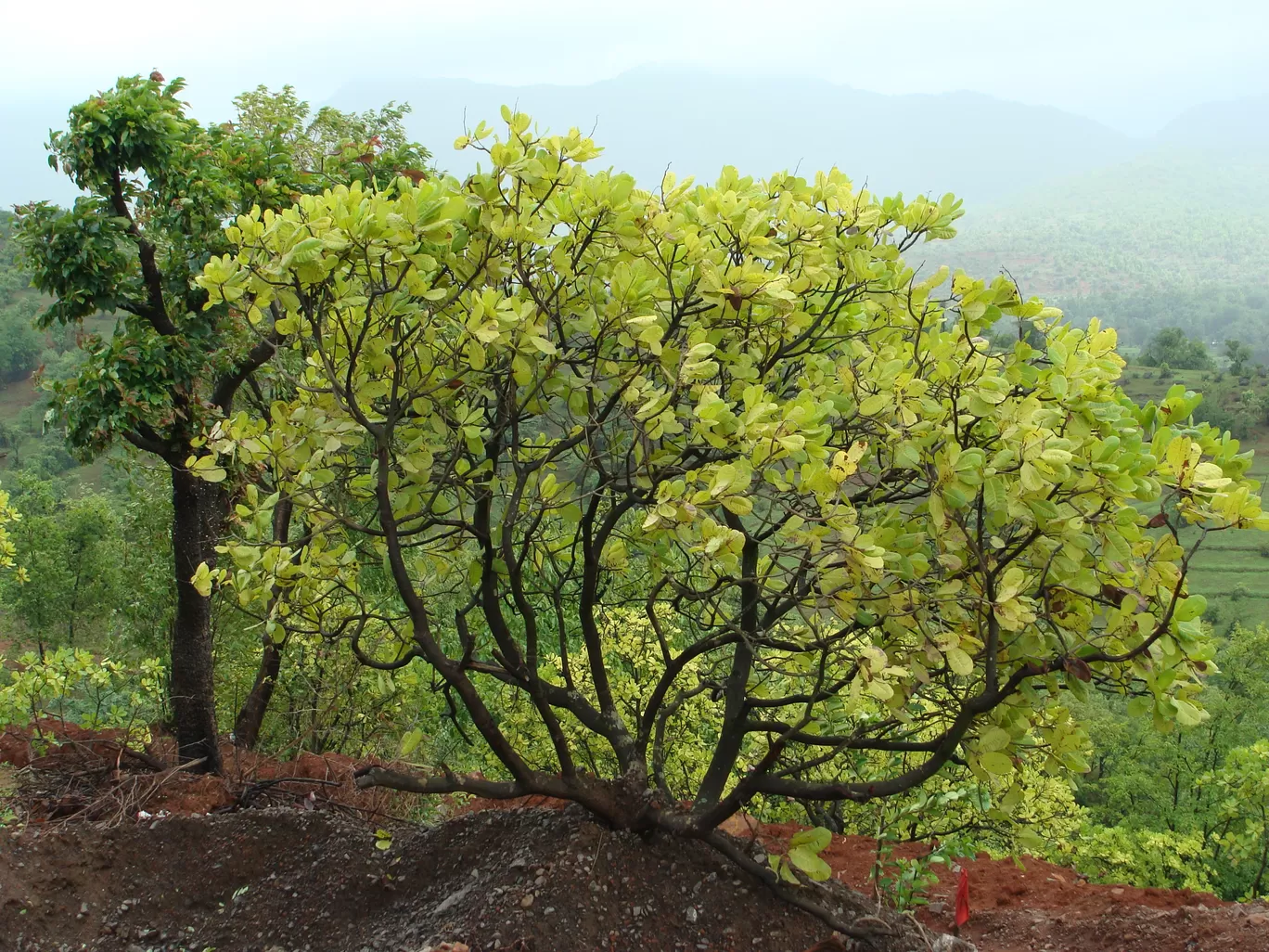 Photo of Bhor By Hrishikesh Nalgirkar