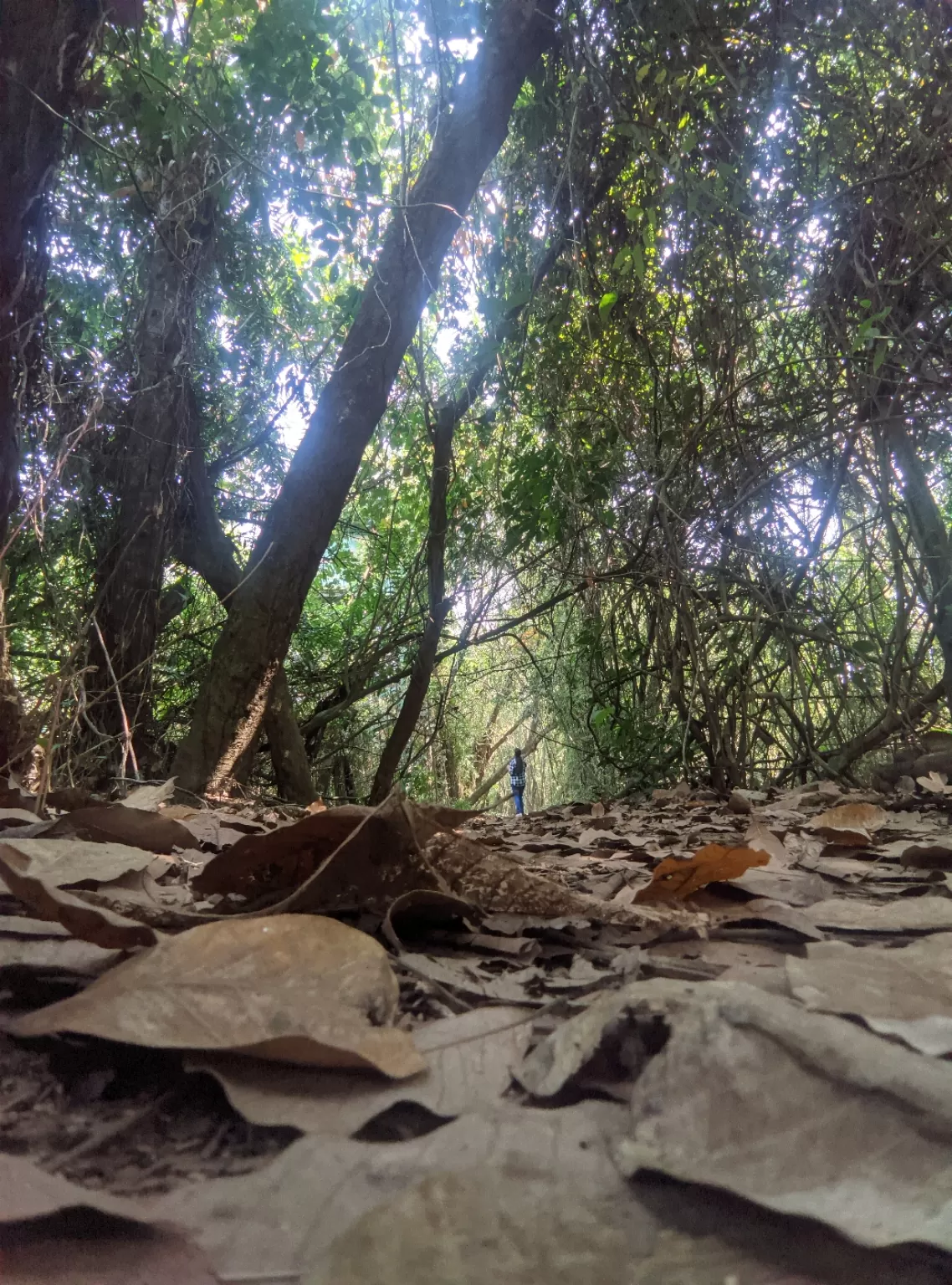 Photo of Kumarakom Bird Sanctuary By jose raphael