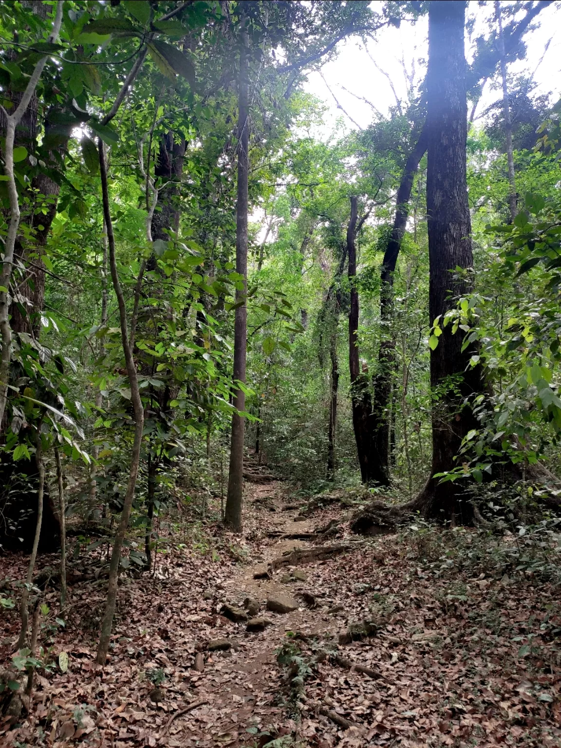 Photo of Panamkuzhy Eco Tourism Center By jose raphael