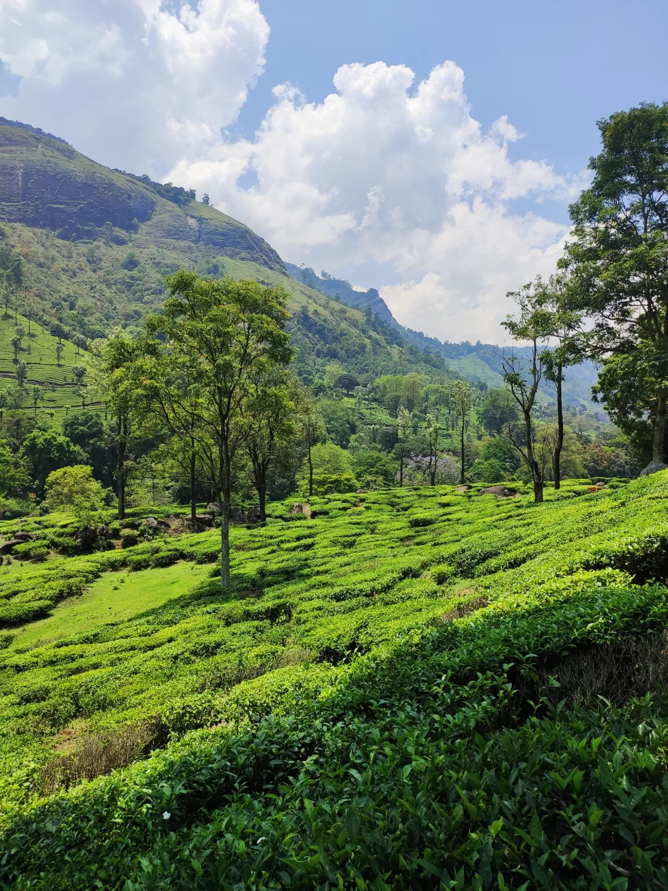 Photo of Munnar By jose raphael