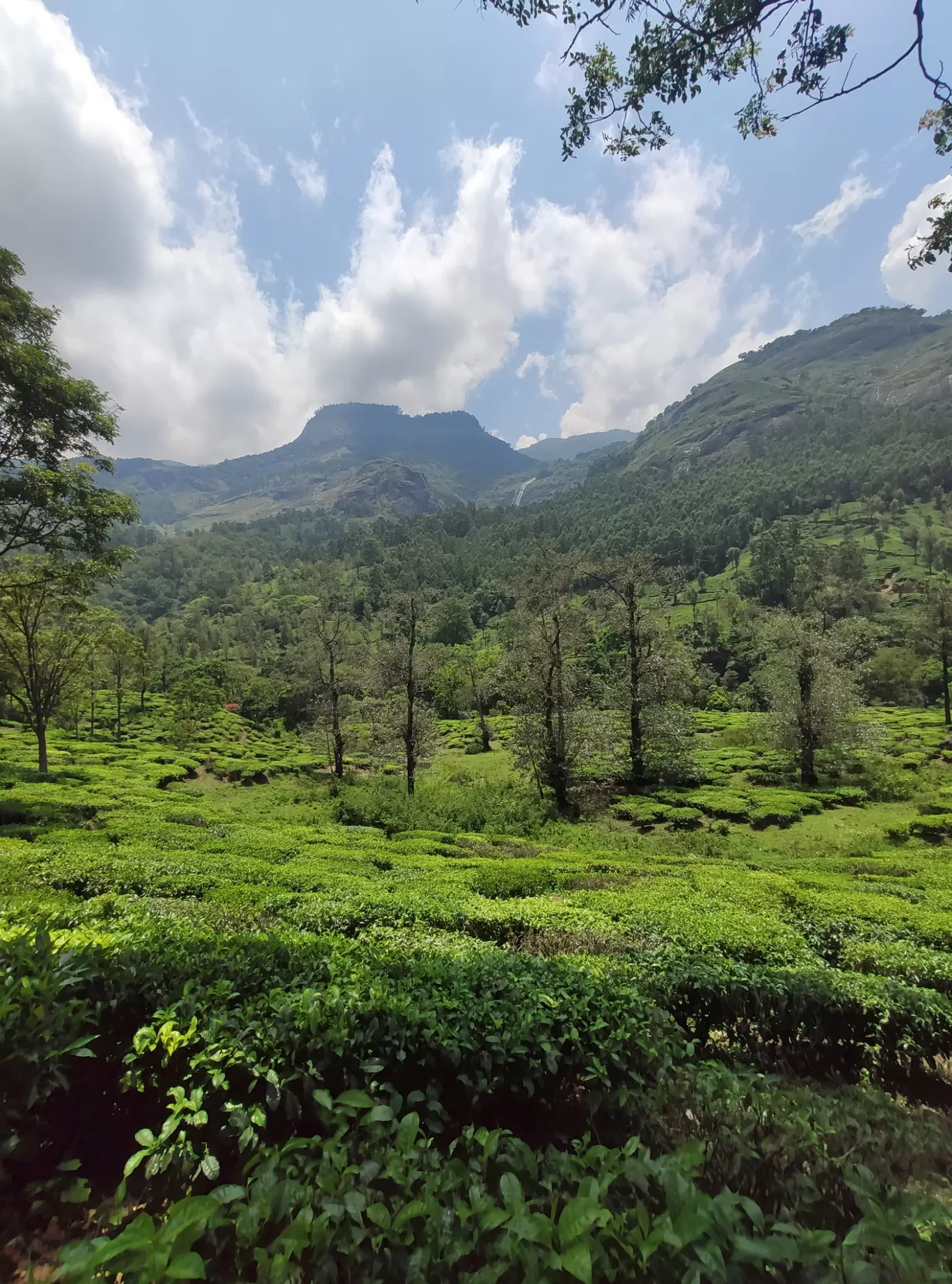 Photo of Munnar By jose raphael