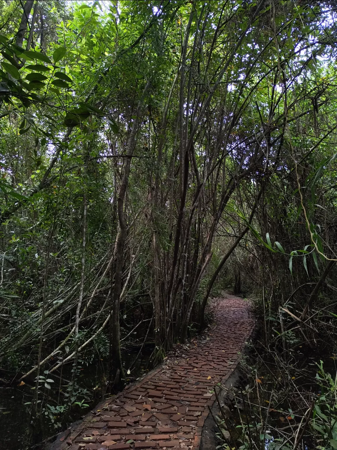 Photo of Kumarakom Bird Sanctuary By jose raphael